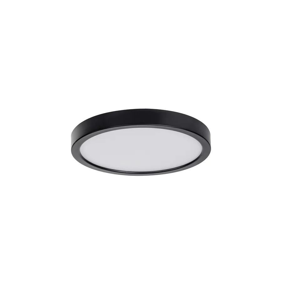Auster Black Oyster Light
