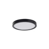 Auster Black Oyster Light