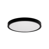 Auster Black Oyster Light
