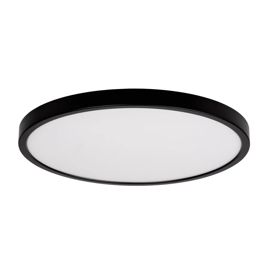 Auster Black Oyster Light