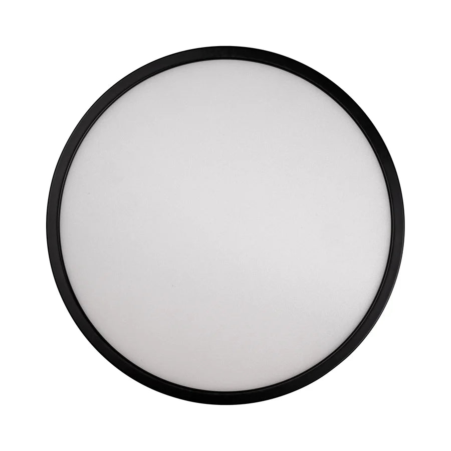 Auster Black Oyster Light