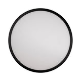 Auster Black Oyster Light